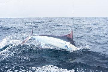 Obraz premium Blue Marlin Jumping