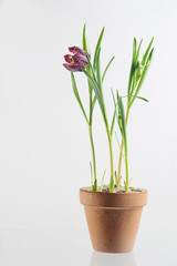 snake's head fritillary (Fritillaria meleagris) or chess flower, pottet blossoming plant on a light gray background, copy space