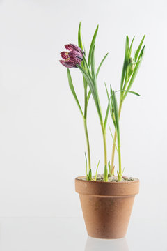 Fototapeta snake's head fritillary (Fritillaria meleagris) or chess flower, pottet blossoming plant on a light gray background, copy space
