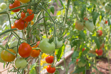 tomatoes ripen in the greenhouse