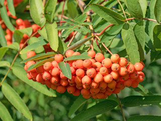 Vogelbeeren, Eberesche, Sorbus
