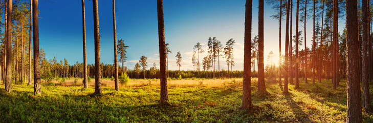 Coniferous forest with pine trees at sunset. Panoramic view in the woods © candy1812