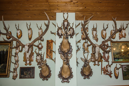 Hunter House Museum Antler Deer Trophy