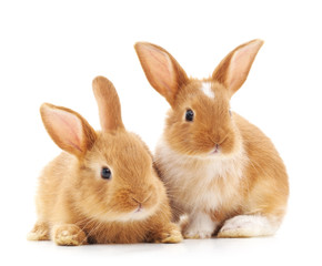 Two small rabbits.