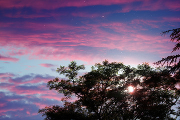 Pollenflug im Sonnenlichtund in der Dämmerung