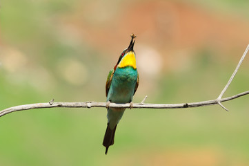 European bee-eater (Merops apiaster) juggles a caught wasp, sitting on a branch with peachy-green background.