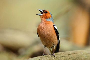 Chaffinch in the spring loudly sings, sitting on a fallen tree.
