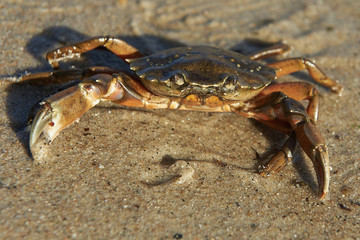 Shore Crab (Carcinus maenas)