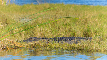 USA, Florida, Adult crocodile enjoying the sun on small island with eyes opened