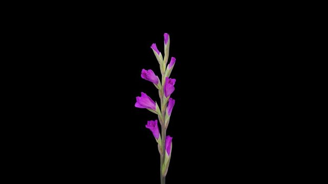 Time-lapse of opening purple gladiolus flower 6a1 in PNG+ format with ALPHA transparency channel isolated on black background
