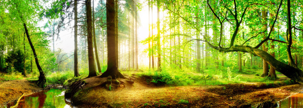 Fototapeta Idyllic forest with brook at sunrise