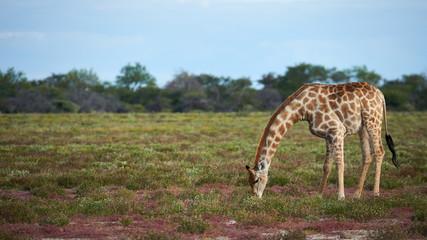 Giraffe eating grass in the savannah