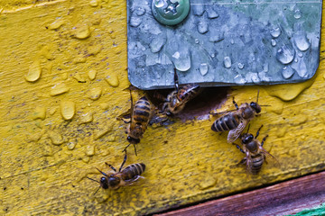 From beehive entrancebees creep out.