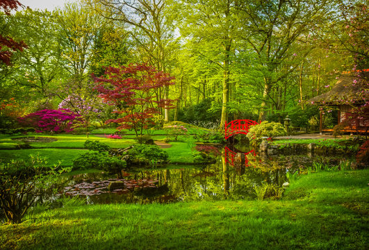 Japanese garden in spring