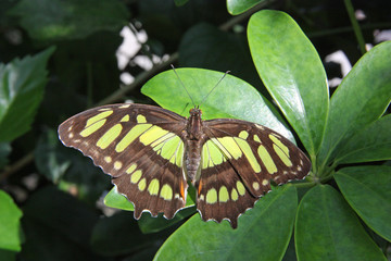 Green Butterfly