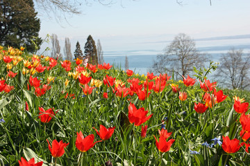 Konstanz Lake behind blooming tulip garden