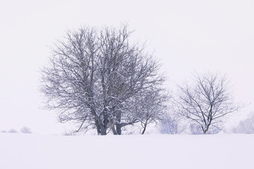 cold winter day, against a background of white sky trees are seen