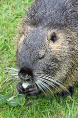 Eating Nutria/Coypu detail