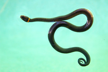 Ringneck Snake in the swimming pool water, dark brown snake with orange details and yellow ring around neck on the turquoise water background 