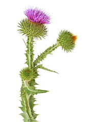 Fresh thistle flowers isolated on a white background