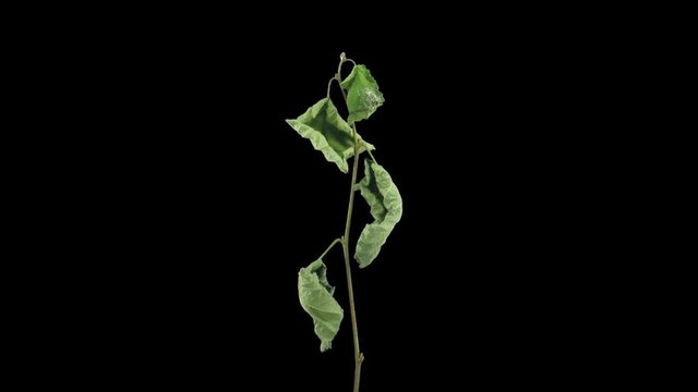 Time-lapse of drying Hazelnut tree leaves 2a1 in PNG+ format with ALPHA transparency channel isolated on black background
