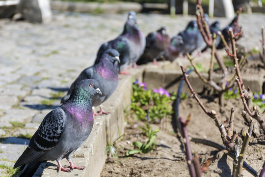 pigeons in a row in a garden
