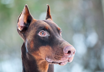 Close up of brown Dobermann dog head