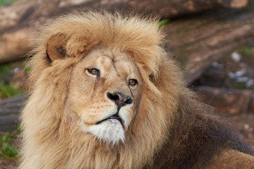 Lion (Panthera leo)