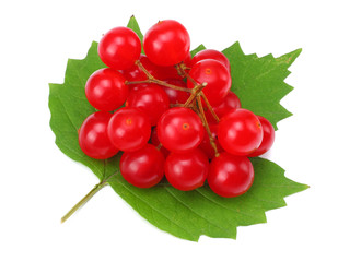 Red berries of Viburnum (arrow wood) with green leaf isolated on white background top view