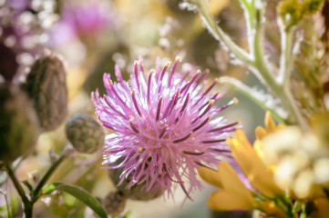 background bouquet of wildflowers closeup , applied filter