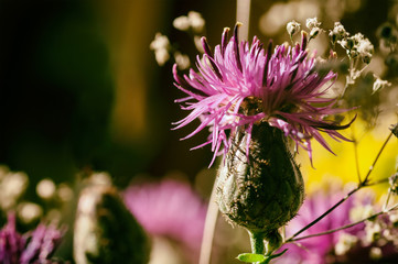 thistle flower closeup, filter applied