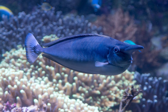 tropical short nosed blue unicornfish naso brevirostris swimming in the sea