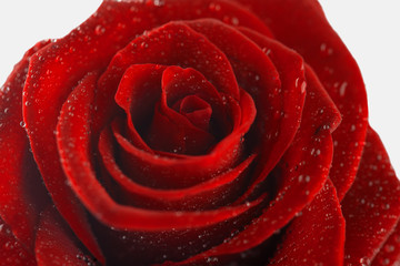 flower of a red rose on  white background