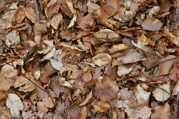 Autumn leaves 1