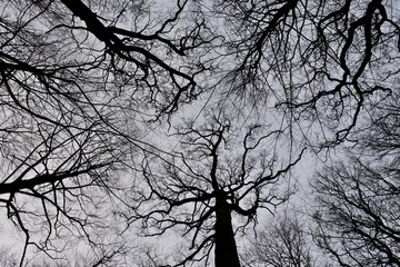 Winter trees silhouette 2