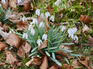 Snowdrop flowers 1