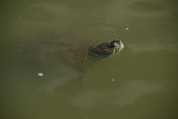 New York USA Travel Turtle in Central Park