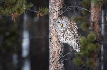 Barred Owl