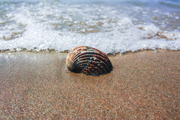 Summer sea vacation concept, sea shell on the sanly beach