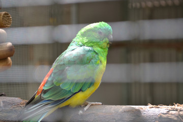 Australian Wildlife