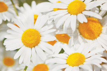 Flowering.  Blooming chamomile field, Chamomile flowers.