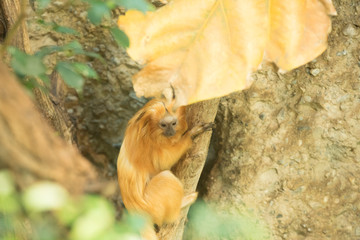 Goldgelbes Löwenäffchen