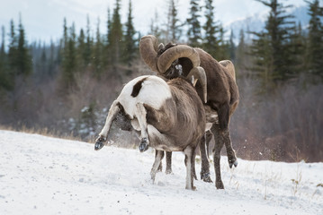 Bighorn Sheep in Canada