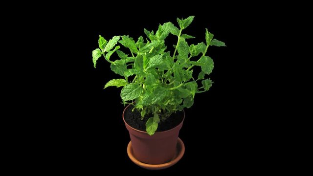 Phototropism effect in growing mint herb 1x1 in PNG+ format with ALPHA transparency channel isolated on black background. Displays the move of plant leaves to the direction of light source.
