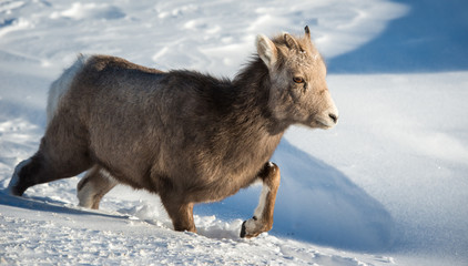 Bighorn Sheep in Canada