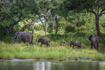 African bush elephant in Mapungubwe National park, South Africa