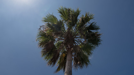 Fototapeta premium Palmen am Strand