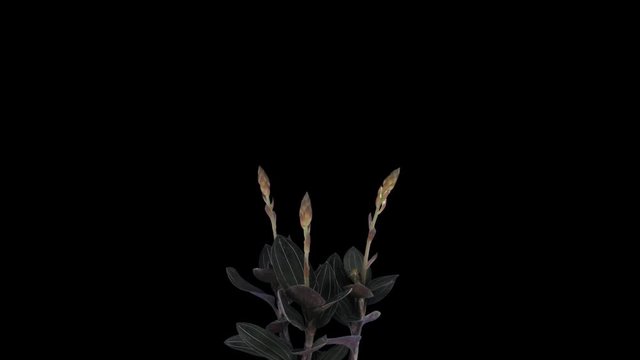 Time-lapse of growing and blooming Ludisia discolor (Jewel Orchid) 1a1 in PNG+ format with ALPHA transparency channel isolated on black background
