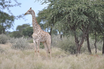 A lone giraffe in the african bush.  Namibia