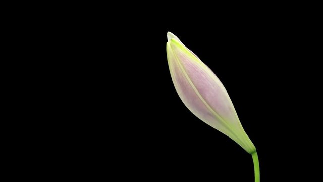 Time-lapse of opening pink Longiflorum lily 5x1 in PNG+ format with ALPHA transparency channel isolated on black background
